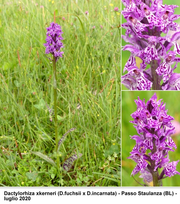 DACTYLORHIZA: immagini di una splendida orchidacea.